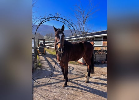 Holstein, Gelding, 5 years, 17 hh, Brown