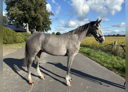 Holstein, Gelding, 5 years, 17 hh, Gray