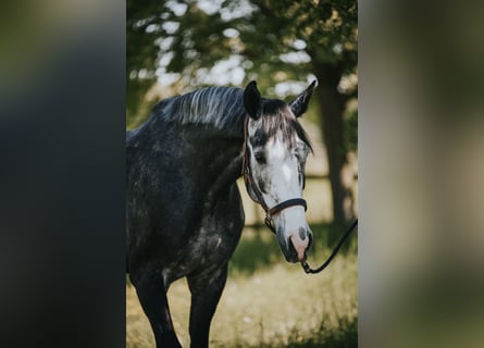Holstein, Gelding, 5 years, 17 hh, Grey-Blue-Tan