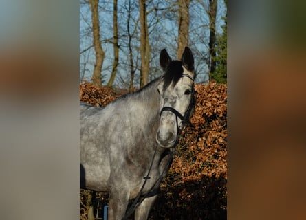 Holstein, Gelding, 5 years, 17 hh, Grey-Dapple