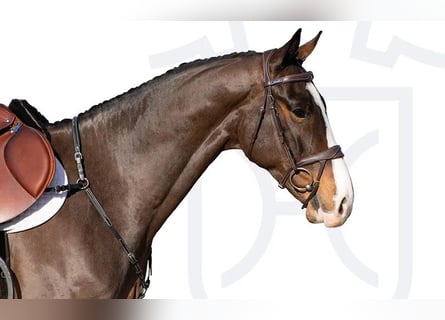 Holstein, Gelding, 5 years, Brown