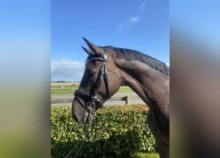 Holstein, Gelding, 5 years, Smoky-Black