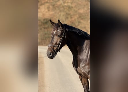 Holstein, Gelding, 6 years, 15,3 hh, Brown