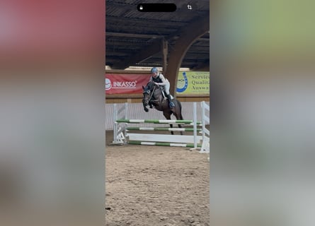 Holstein, Gelding, 6 years, 15,3 hh, Brown