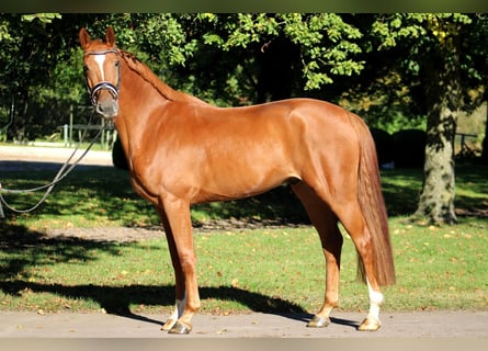 Holstein, Gelding, 6 years, 16.1 hh, Chestnut-Red