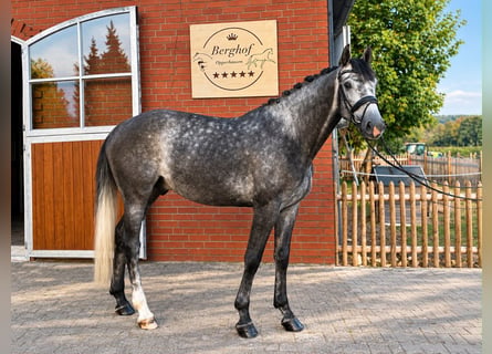 Holstein, Gelding, 6 years, 16.1 hh, Grey