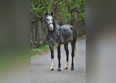 Holstein, Gelding, 6 years, 16.1 hh, Grey