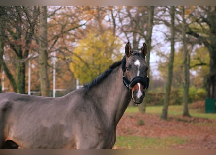 Holstein, Gelding, 6 years, 16,2 hh, Bay-Dark