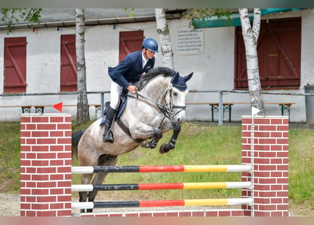 Holsteiner, Wallach, 6 Jahre, 16,3 hh, Schimmel