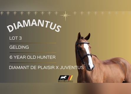 Holstein, Gelding, 6 years, 16,1 hh