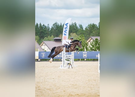 Holstein, Gelding, 6 years, 16,2 hh, Bay-Dark