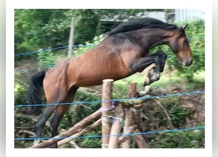 Holstein Mix, Gelding, 6 years, 16,2 hh, Bay