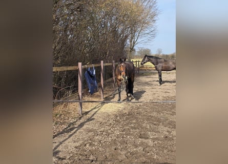 Holstein, Gelding, 6 years, 16,2 hh, Brown