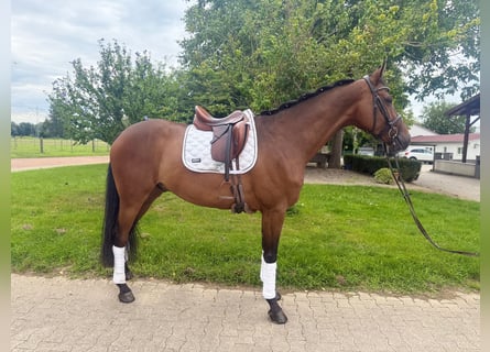 Holstein, Gelding, 6 years, 16,2 hh