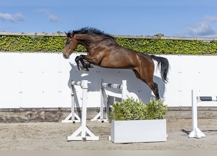 Holstein, Gelding, 6 years, 17 hh, Brown