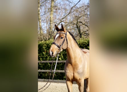 Holstein, Gelding, 7 years, 16.1 hh, Brown