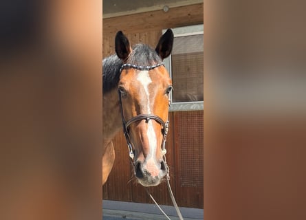 Holstein, Gelding, 7 years, 16,3 hh, Brown