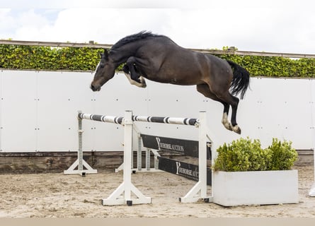 Holstein, Gelding, 7 years, 16 hh, Bay-Dark