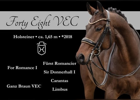 Holstein, Gelding, 7 years, 16,1 hh, Bay-Dark