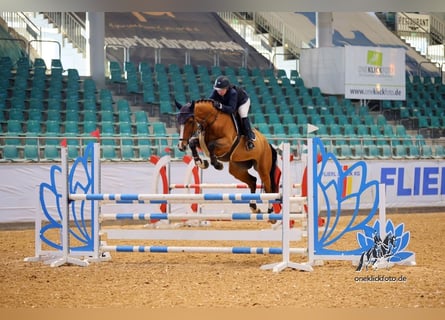 Holstein, Gelding, 7 years, 16,1 hh, Brown