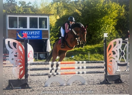 Holstein, Gelding, 7 years, 16,1 hh, Brown