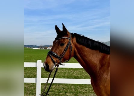 Holstein, Gelding, 7 years, 16,1 hh, Brown