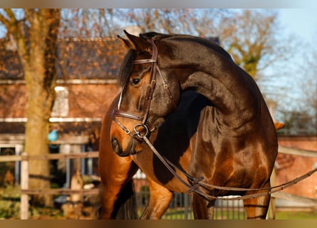 Holstein, Gelding, 7 years, 16,2 hh, Brown