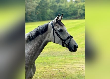 Holstein, Gelding, 7 years, 16,2 hh, Grey