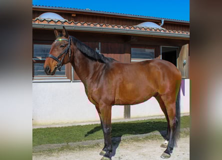 Holstein, Gelding, 7 years, 16,3 hh, Brown