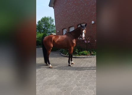 Holstein, Gelding, 7 years, 17,1 hh, Brown