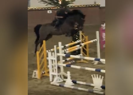 Holstein, Gelding, 7 years, Brown