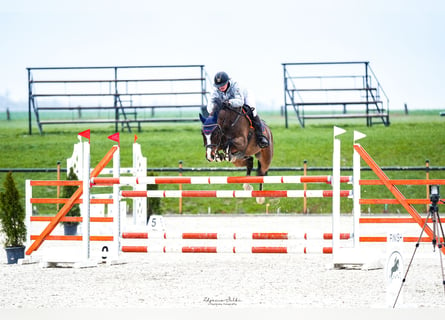 Holstein, Gelding, 8 years, 15.2 hh, Brown