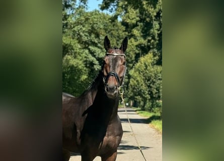 Holstein, Gelding, 8 years, 16,1 hh, Bay-Dark