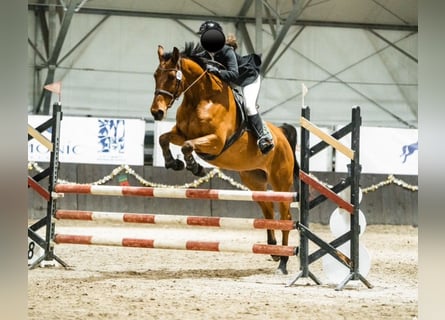 Holstein, Gelding, 8 years, 16.1 hh