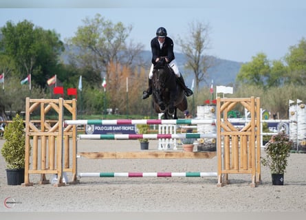 Holstein, Gelding, 8 years, 16,2 hh, Smoky-Black