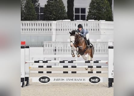 Holstein, Gelding, 8 years, 16 hh