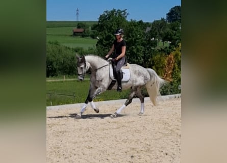 Holstein, Gelding, 8 years, 16,1 hh, Gray