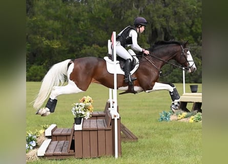 Holstein, Gelding, 8 years, 16,2 hh