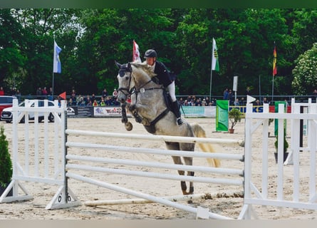 Holstein, Gelding, 8 years, 17,1 hh, Gray