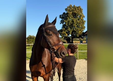 Holstein, Gelding, 8 years, Brown