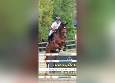 Holstein, Gelding, 9 years, 16,3 hh, Brown