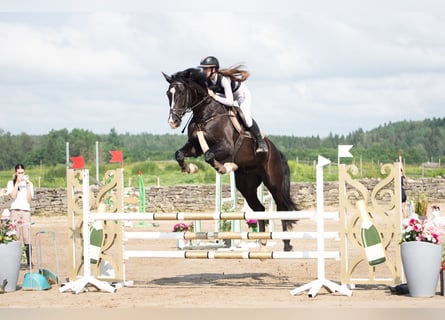 Holstein, Gelding, 9 years, 17 hh, Bay-Dark