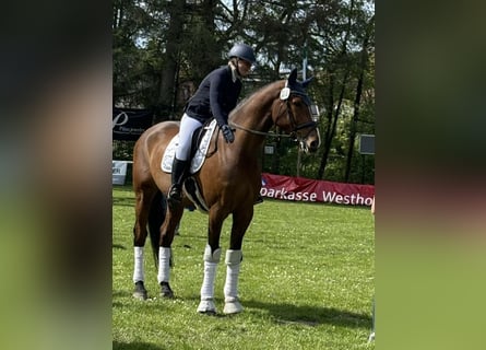 Holstein, Gelding, 9 years, 17,1 hh, Brown