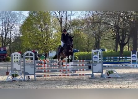 Holstein, Gelding, 9 years, 17,2 hh, Bay-Dark
