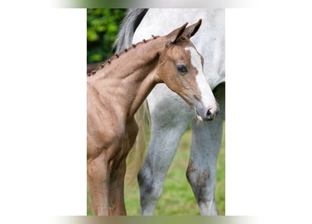 Holstein, Gelding, Foal (06/2025)