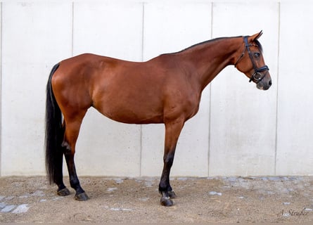 Holstein, Giumenta, 10 Anni, 164 cm, Baio