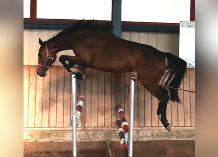 Holstein, Giumenta, 10 Anni, 167 cm, Baio