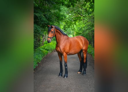 Holstein, Giumenta, 10 Anni, 169 cm, Baio