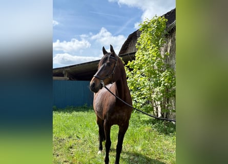Holstein, Giumenta, 11 Anni, 165 cm, Baio