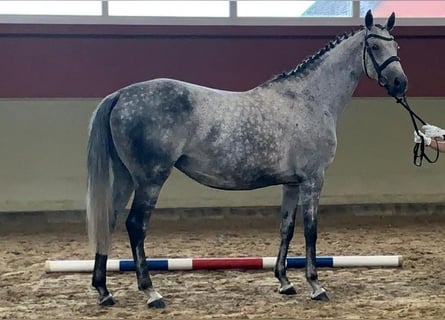 Holstein, Giumenta, 11 Anni, 167 cm, Grigio